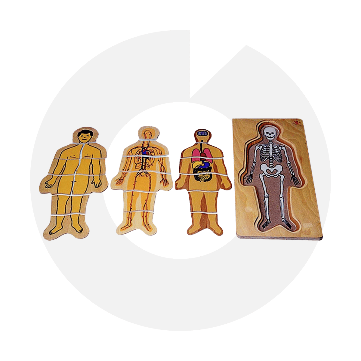 Üç Katlı Vücudumuz